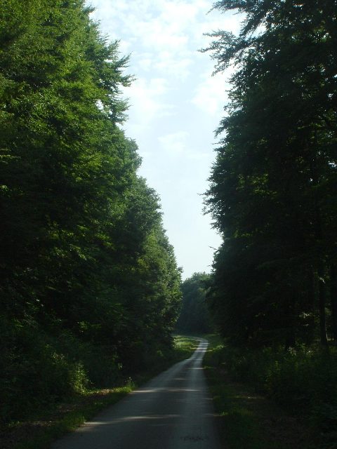Mecsek - Árpádtető felé 2.