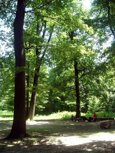 Mecsek - A Tripammer-fánál 2.