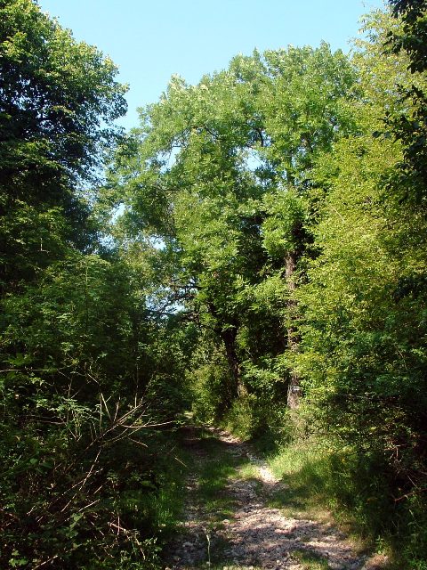 Mecsek - Úton a Jakab-hegyre 1.