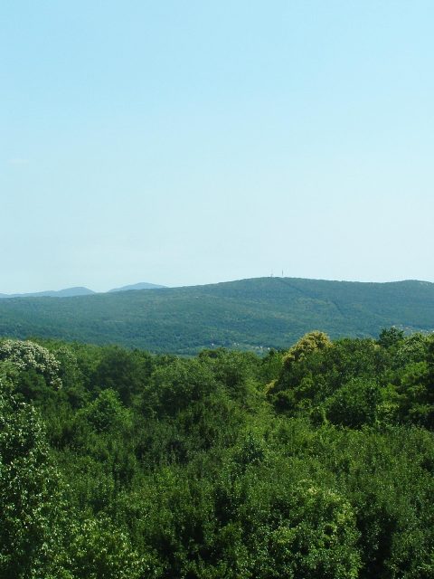 Mecsek - A Jakab-hegyen 6.