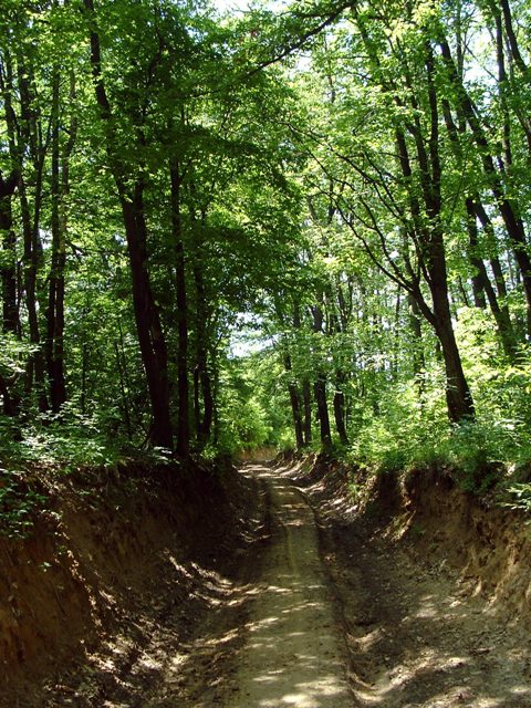 Zselic - A Ternicsai-erdő földútján
