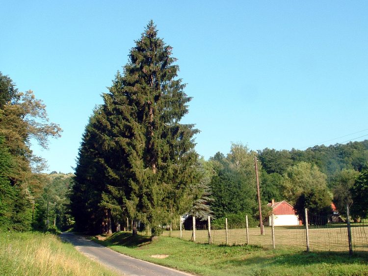 Zselic - Alsókövesd, erdészházak