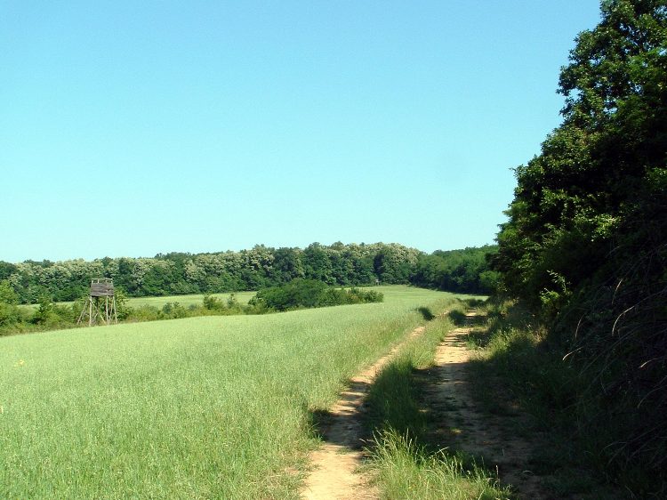 Zselic - Szabás után a Cigány-domb oldalában