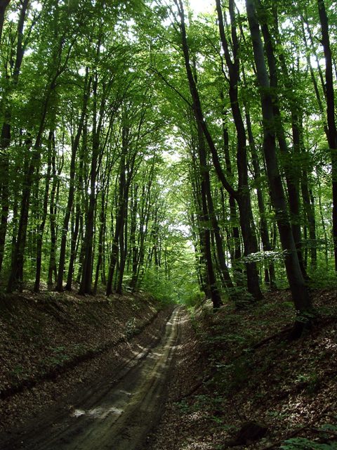 Zselic - Földúton a Balla-tetőn
