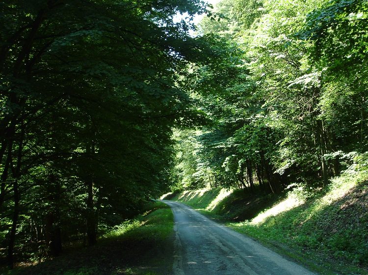 Zselic - Erdei aszfaltúton a Ropolyi kastély felé