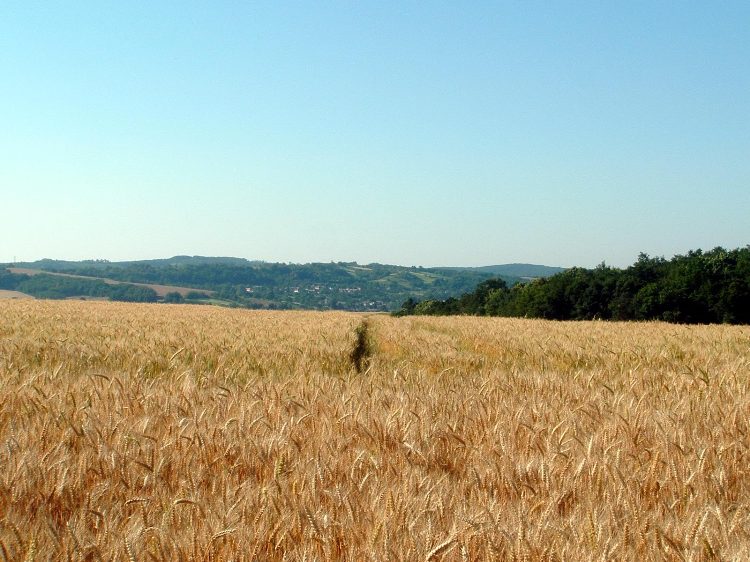 Zselic - A Szenna feletti mezőkön (1)