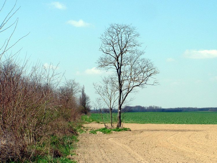 Egy darabon beszántották a mezőkön keresztülvezető földutat