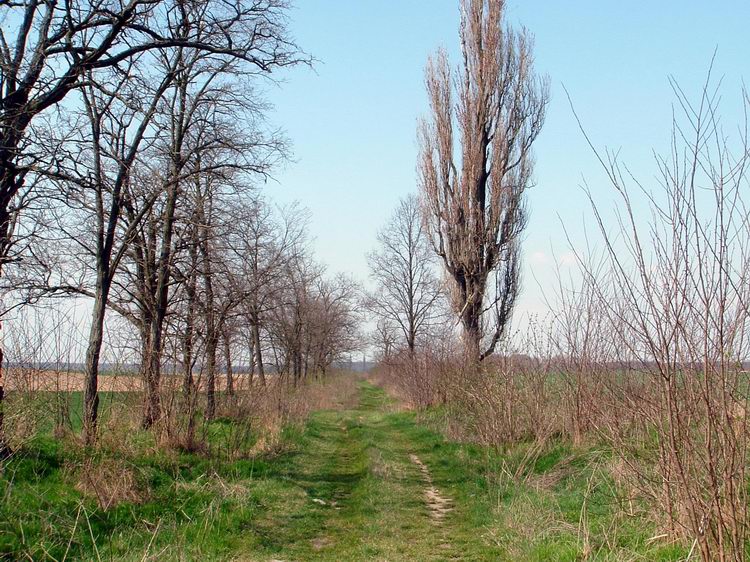 Füves dülőúton a mezők között