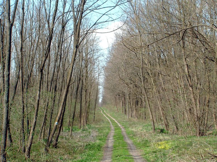A Pati-erdő nyiladékán folytattam az utam