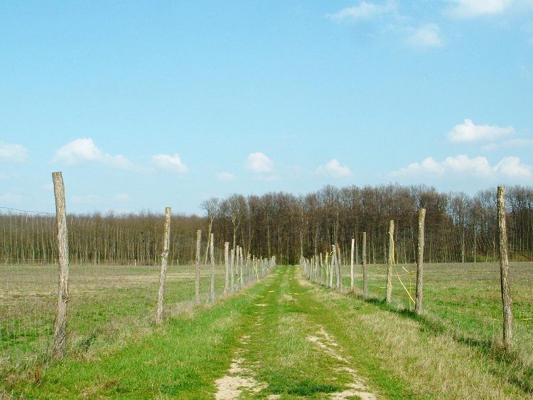 Elkerített földúton a Csoknya-fői-mezőn