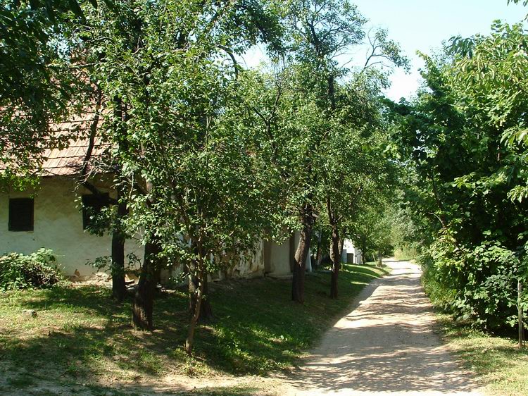 Szőlők között a Tófeji-hegyen 1.