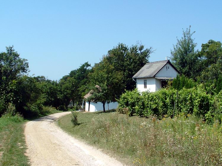 Szőlők között a Tófeji-hegyen 2.