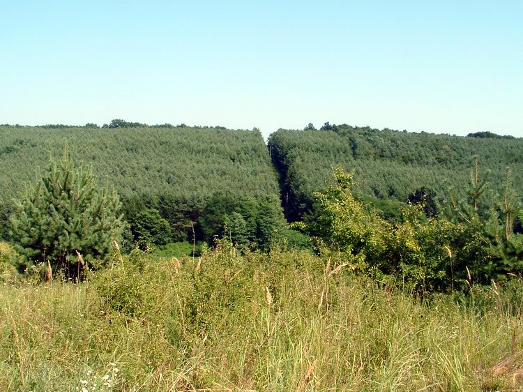 Kilátás a Gödör-hegyről a Petri-erdőre