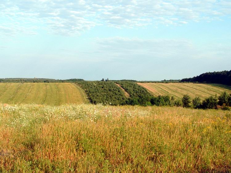 Kilátás a Csemetekert fenyveseire