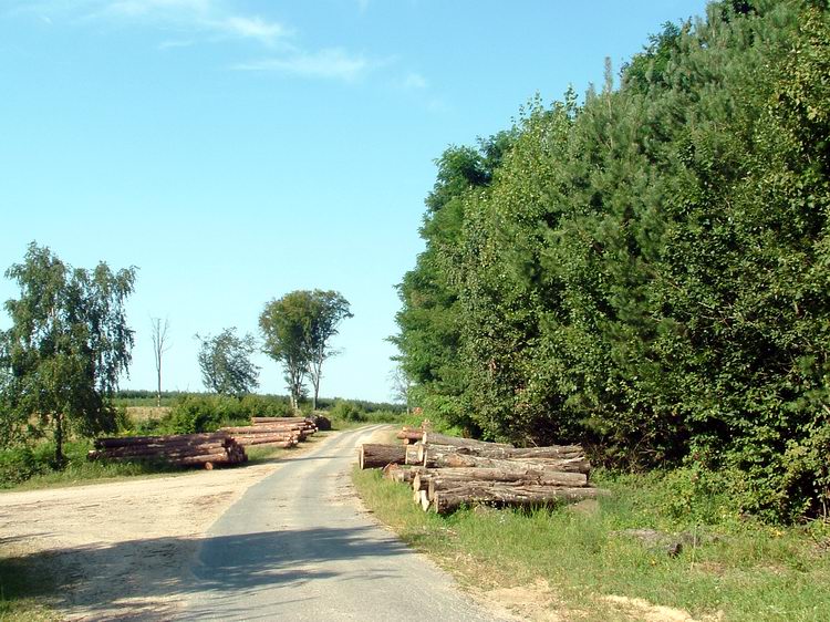 Erdei aszfaltúton