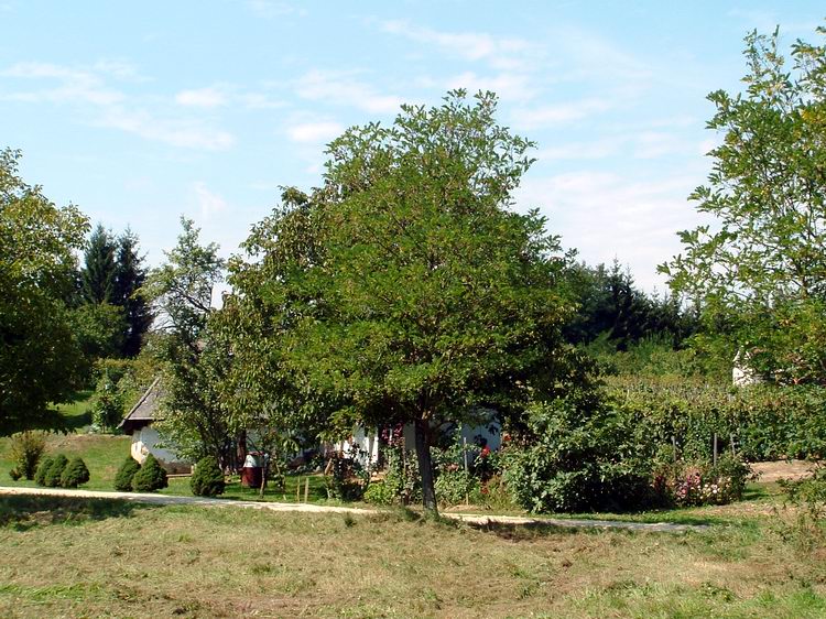 Pacsa-hegy - Szőlők és présházak között