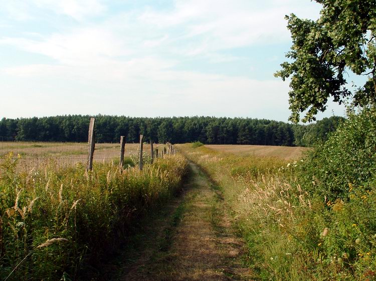 Keréknyomokon az erdő felé