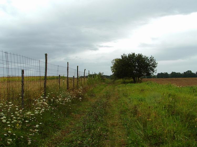 Bekerített mező szélén az erdő felé