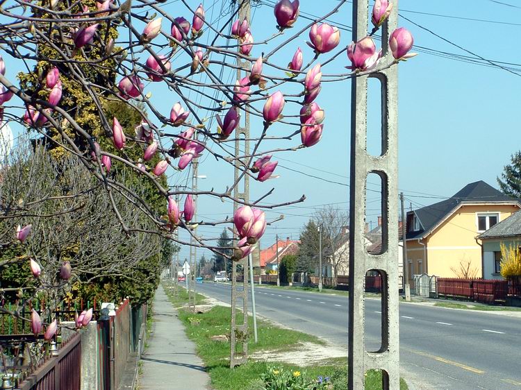 Nádasd - Bimbózó tulipánfa a főutcán