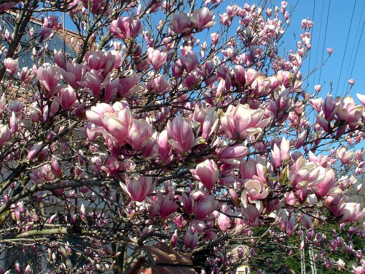 Szarvaskend - Virágzó tulipánfa a Fő utcán