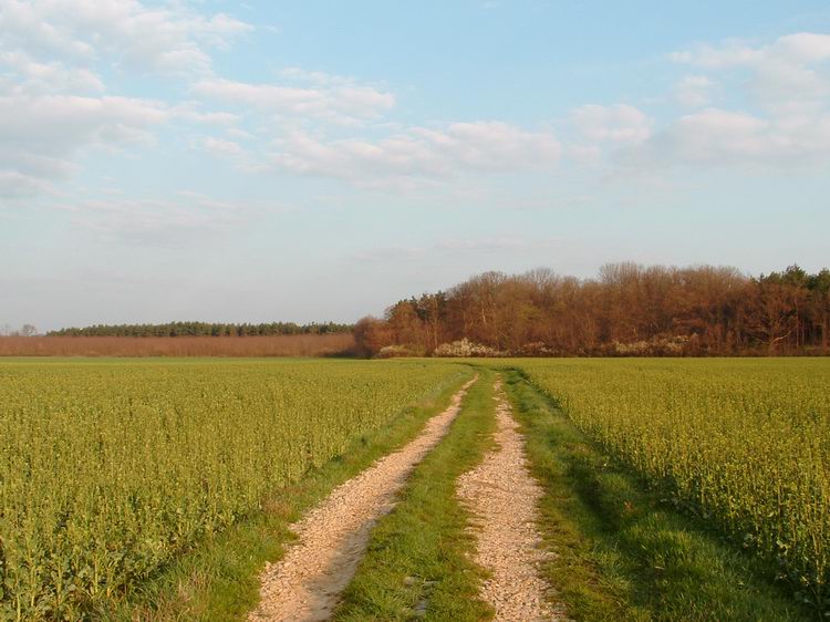 Mezőkön keresztül