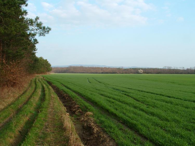 Mezők szélén a Kőszegi-hegység felé