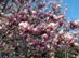 Szarvaskend - Virágzó tulipánfa a Fő utcán 166 kB