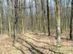 A Pusztafai-erdő ösvényein 180 kB