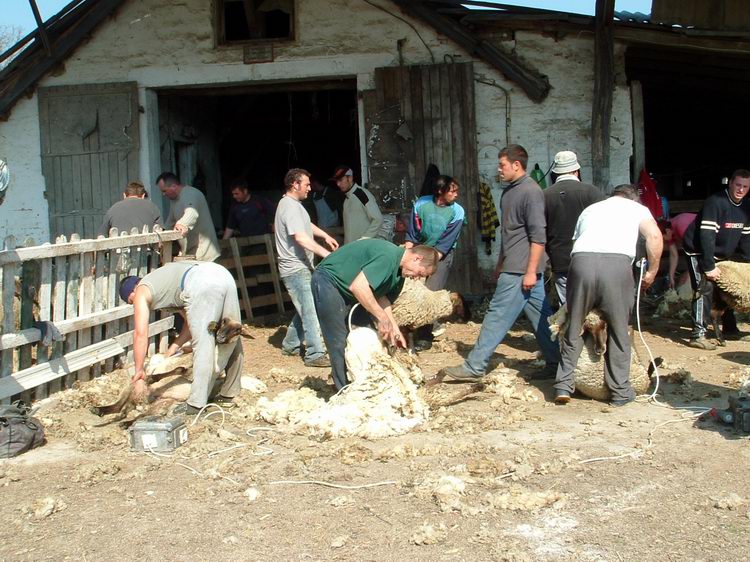 Kismórágy - Serényen dolgozó birkanyírók a farmon