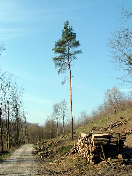 Egy irtásfolton álló magányos fenyő a Bátaapátiba vezető út szélén