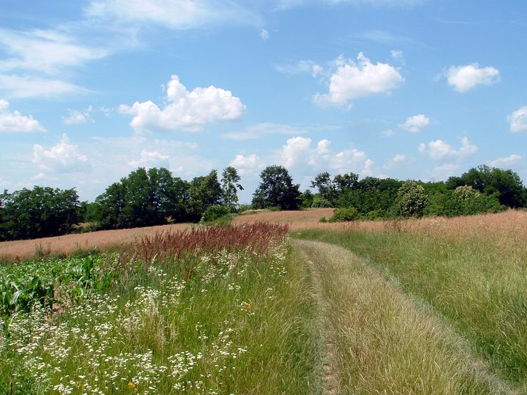 Mezőkön Zselickisfalud határában