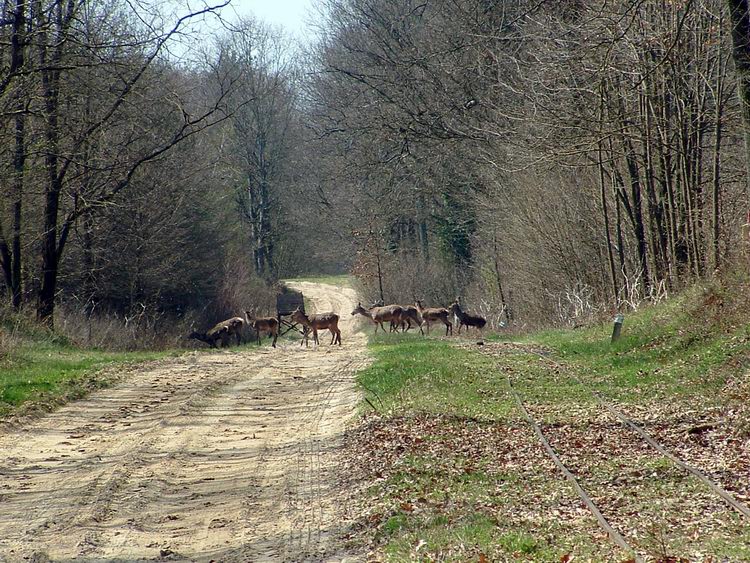 Vonuló szarvasok a Boronka-melléki Tájvédelmi Körzet erdejében