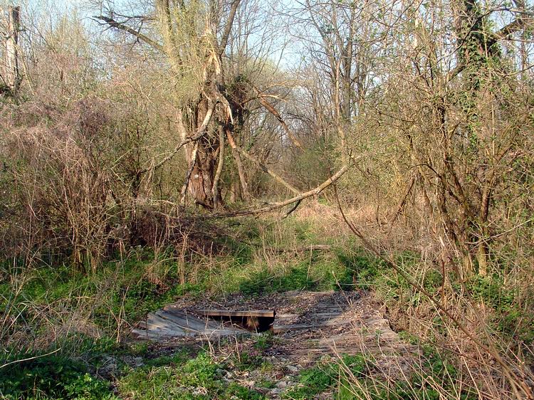 Benőtt erdei úton Kisvid és Nemesvid között