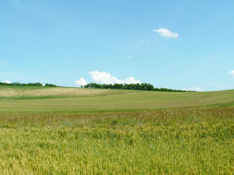 A Borsfa feletti mezőkön