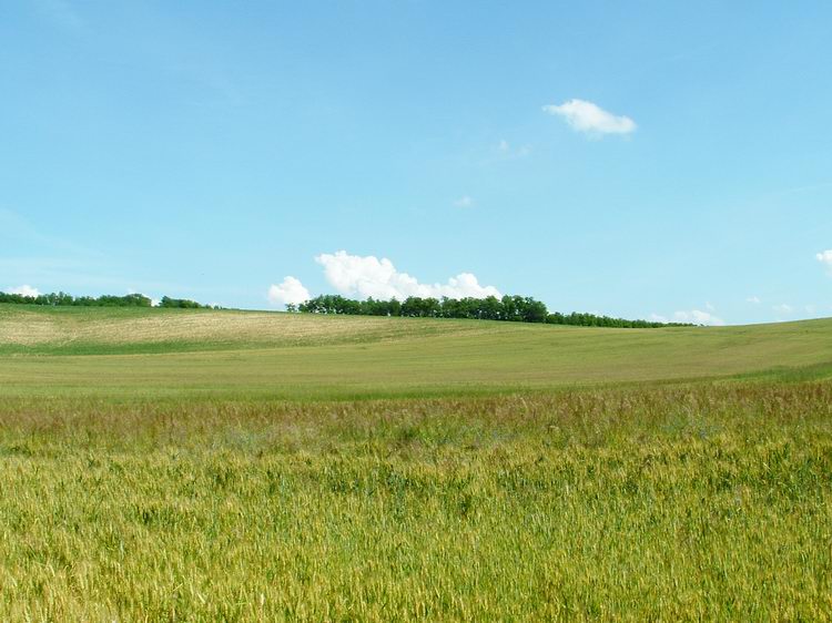 A Borsfa feletti mezőkön