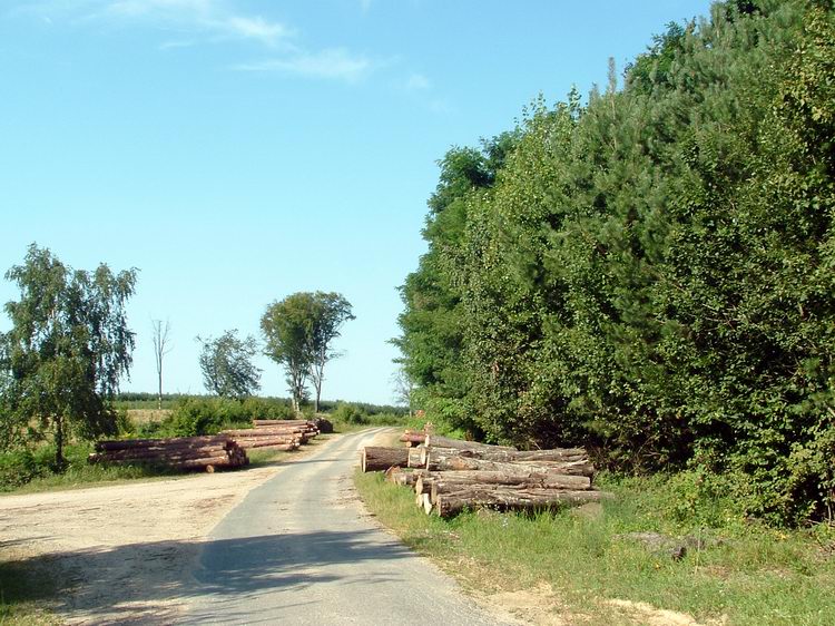 A dombhátakon kanyargó erdészeti aszfaltúton