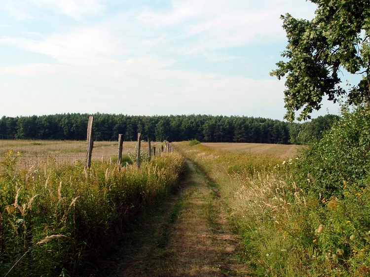 Keréknyomokon az erdő felé