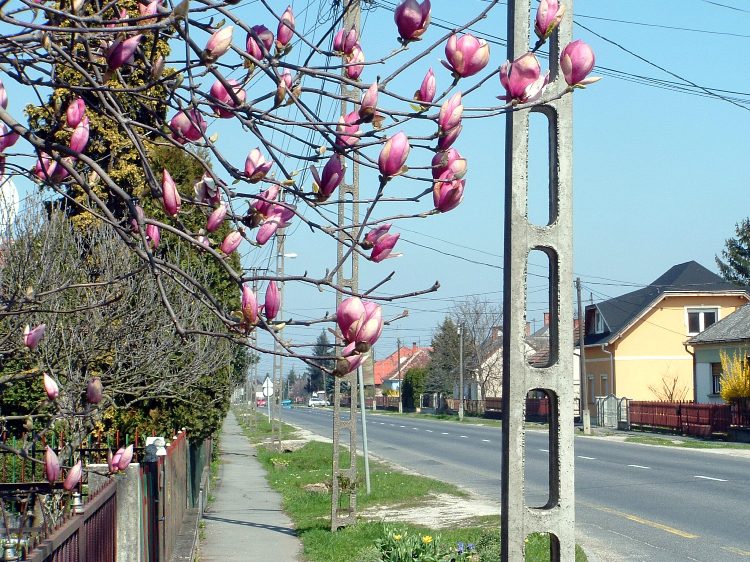 Virágzó tulipánfa Nádasd főutcáján