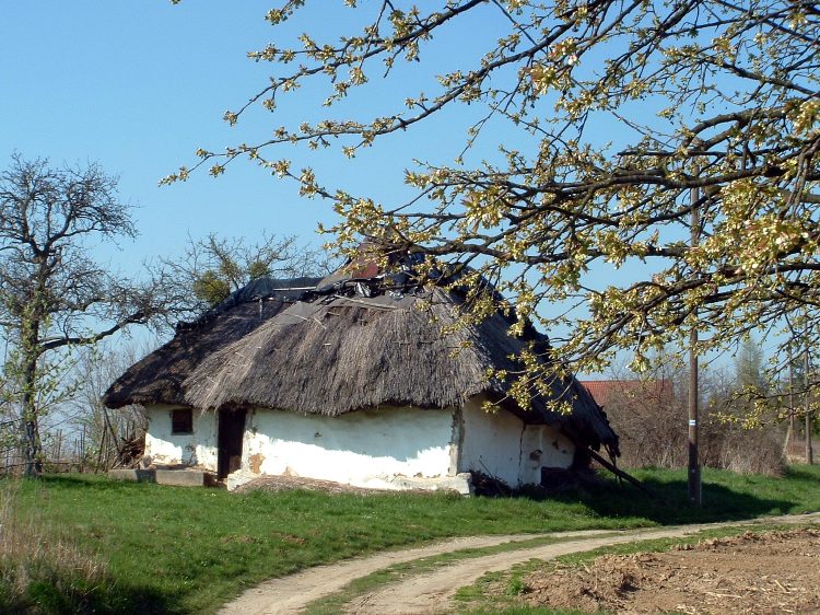 Egy megroggyant, nádfedeles vályogház