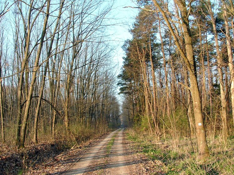 Földút a Molnárszecsődi-erdő nyiladékában