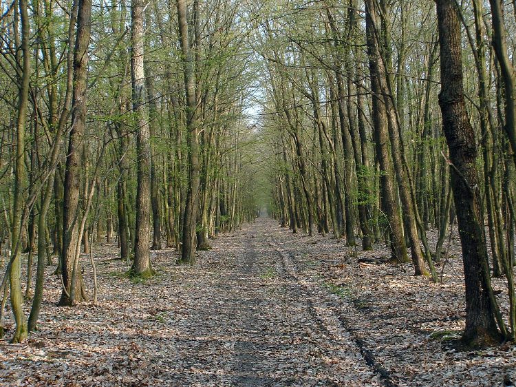 Egy nyiladék földútján vágtam át a Gencsi-erdőn