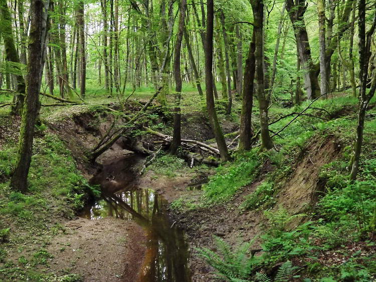 A kanyargós Lugos-patak partján vezetett egy darabon az utam