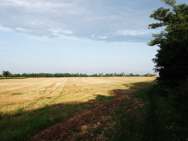 Beszántották a fasor melletti keréknyomokat