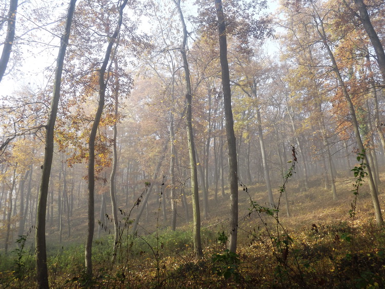 Erdő a lassan feloszló ködben