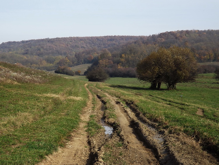 Mezőkön keresztül az erdő felé