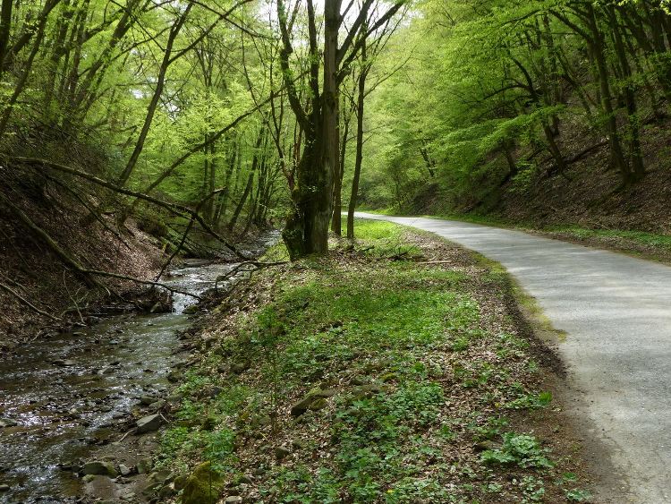 Pilismarótról ismét kapaszkodó kezdődött a Malom-patak völgyében