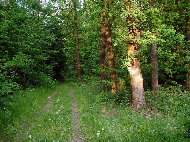 Pecsételőhely Ötvös közelében, az erdőben