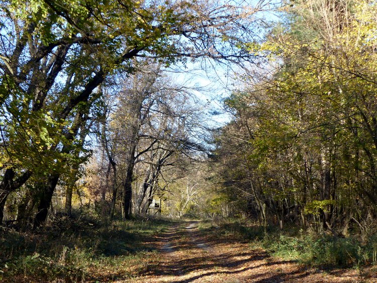 Túra az őszi erdőben 3.