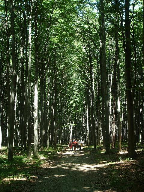 Descending path in the forest after the Hörmann-spring