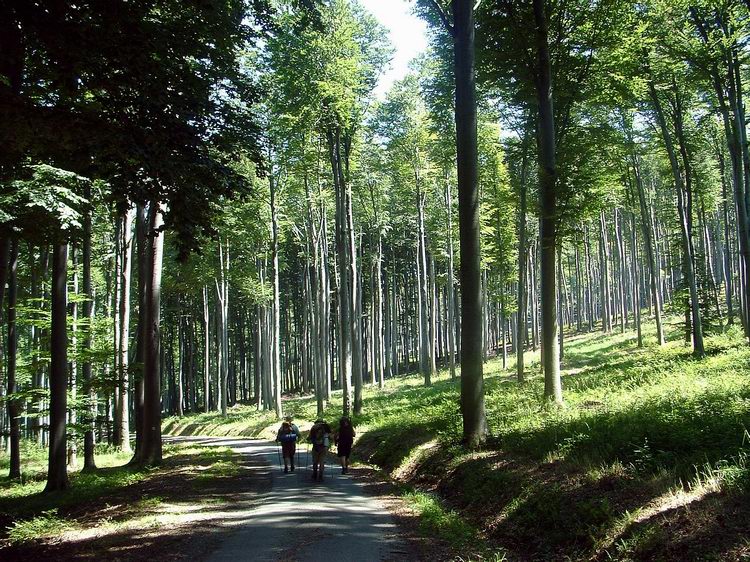 Walk on the narrow asphalt road towards the Vörös Cross